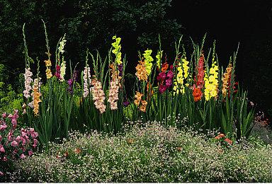 供货恢复顺畅 日亚PS5销售已取消抽选实行正常销售